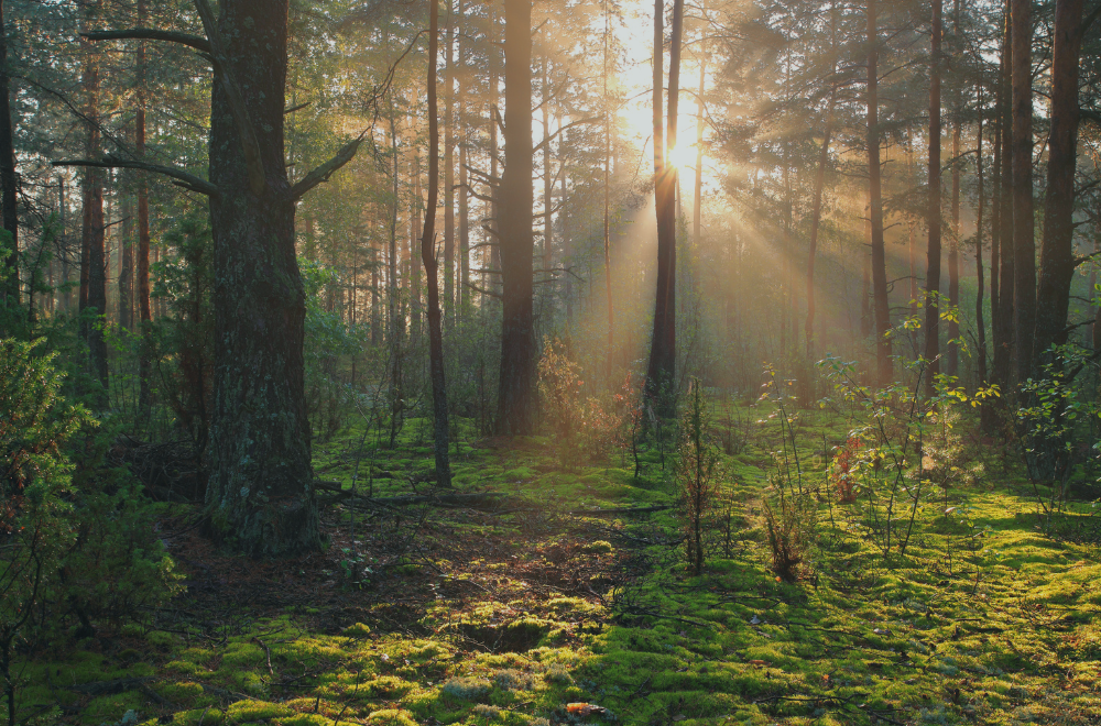 Sono un'immagine Sono un'immagine