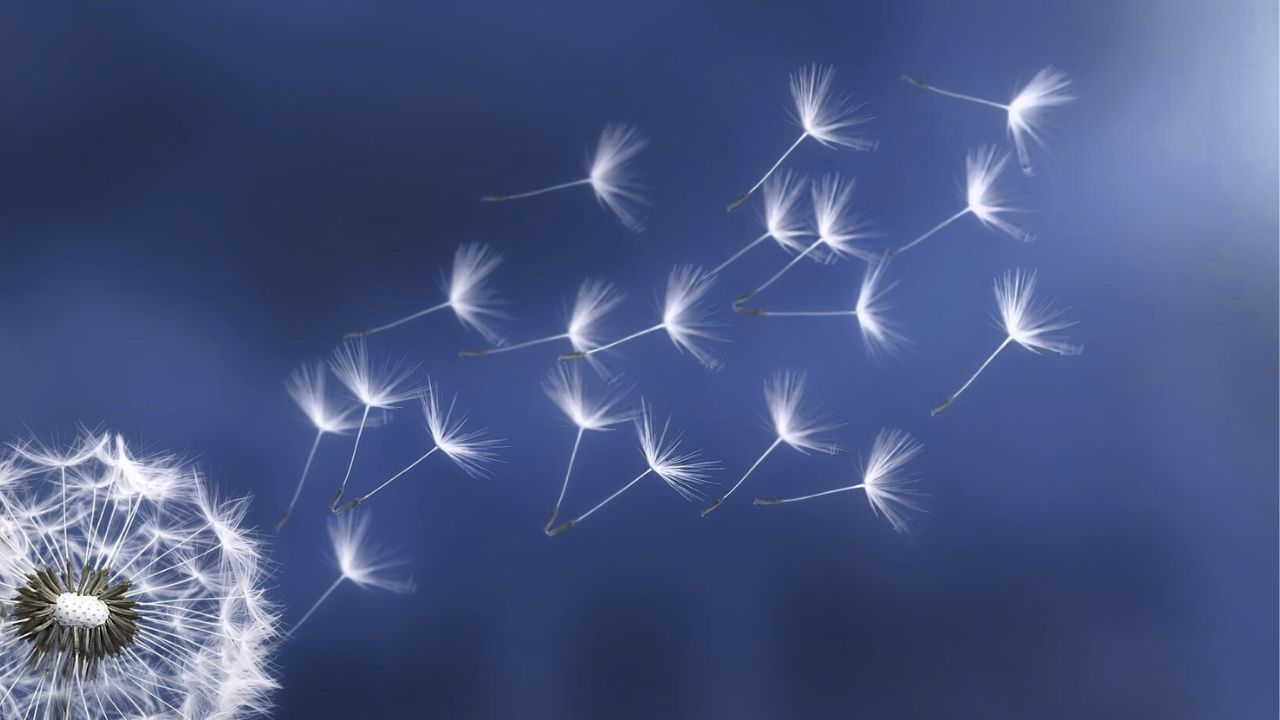 Sono un'immagine