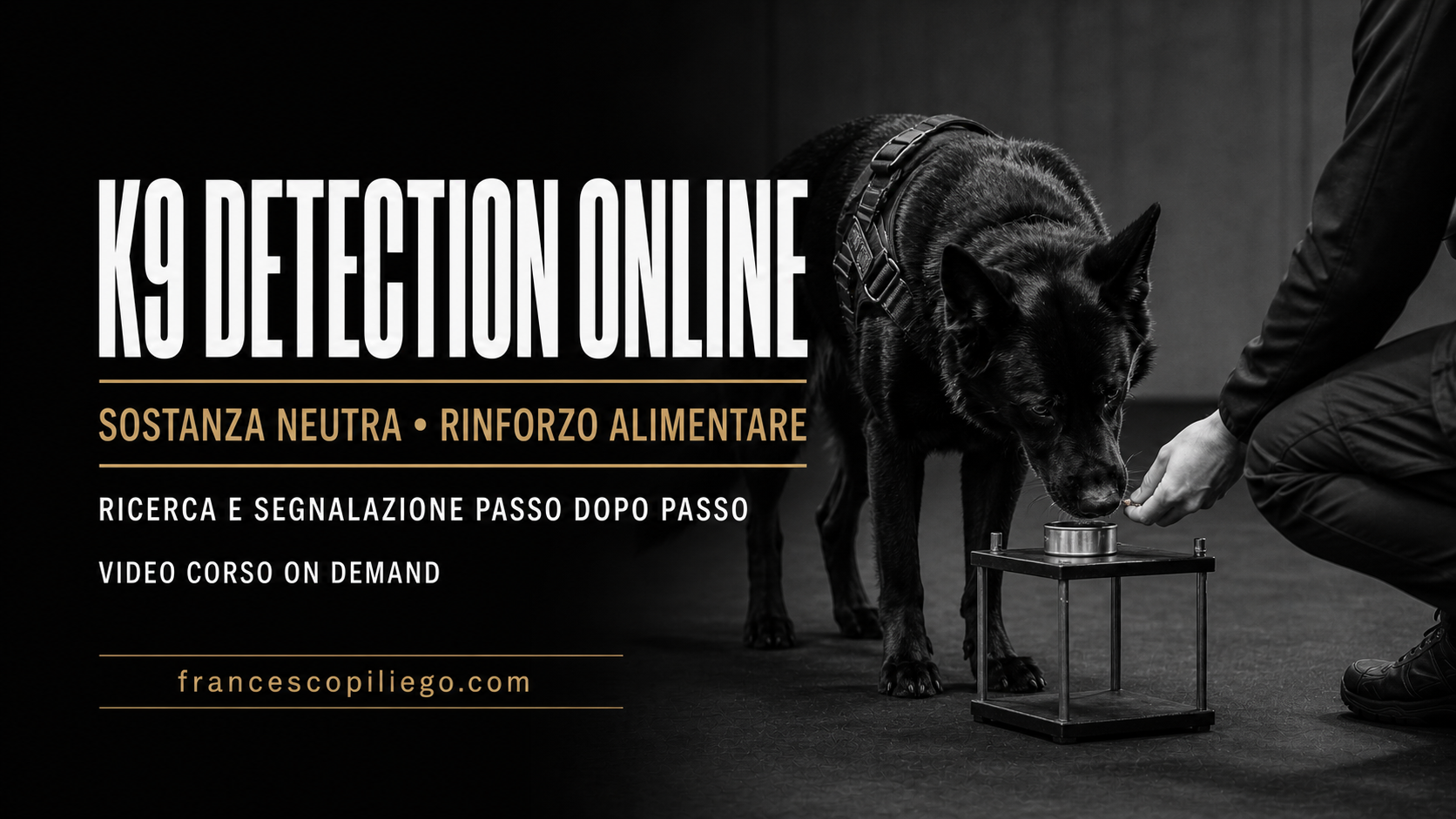 Sono un'immagine